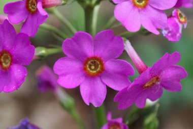 Pembe bir Japon çiçeğinin çiçeği, Primula japonica. 