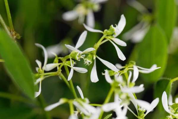 Las Flores Ortiga Euforbia Graminea — Foto de Stock