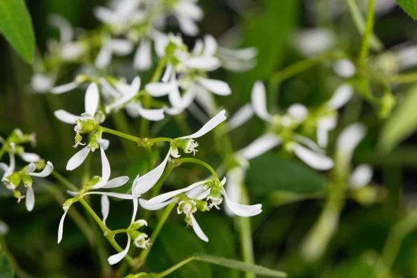 Flori Frunze Iarbă Euphorbia Gramineea — Fotografie, imagine de stoc
