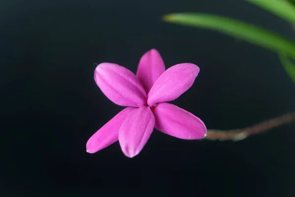 Flor Rhodohypoxis Milloides Una Pequeña Planta Sudáfrica Con Fondo Negro — Foto de Stock