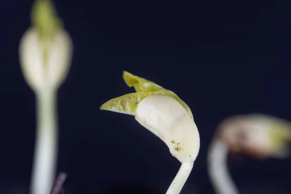 カボチャの苗 黒い背景を持つVigna Unguiculata — ストック写真