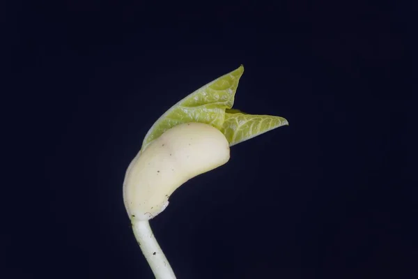 カボチャの苗 黒い背景を持つVigna Unguiculata — ストック写真