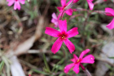 Sürünen bir feniksin pembe renkli çiçekleri, Phlox subulata. 