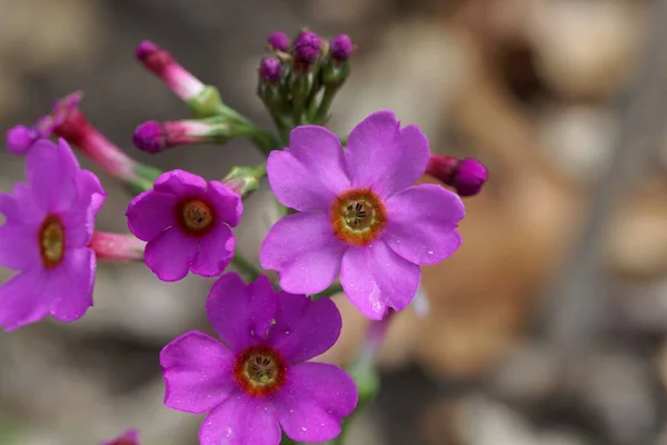 Bunga Primrose Jepang Merah Muda Primula Japonica — Stok Foto