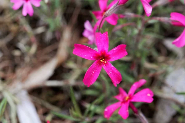 忍び寄るPhlox Phlox Subulataのピンク色の花 — ストック写真