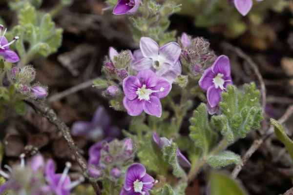 Bunga Speedwell Veronica Surculosa Dari Asia — Stok Foto