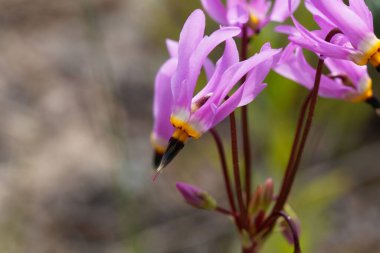 Köpek dişi menekşesi çiçeği, Erythronium den-canis.