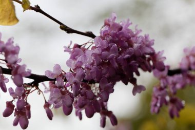 Yehuda ağacının çiçekleri, Cercis silikastrum, yağmur damlaları..