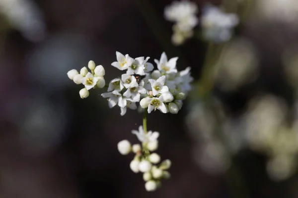 Makroaufnahme Einer Blume Einer Wachsartigen Bettstrohpflanze Galium Glaucum — Stockfoto