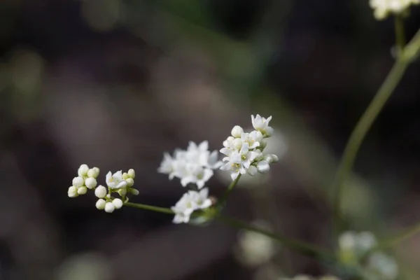 Macro Photo Une Fleur Une Plante Cireuse Paille Lit Galium — Photo