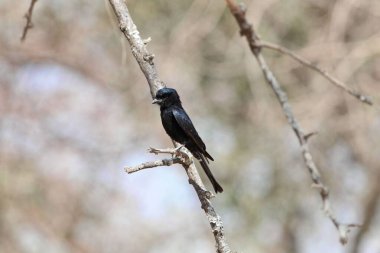 Bir çatal kuyruklu drongo, Dicrurus adsimilis, Doğu Afrika 'da bir dalda. 