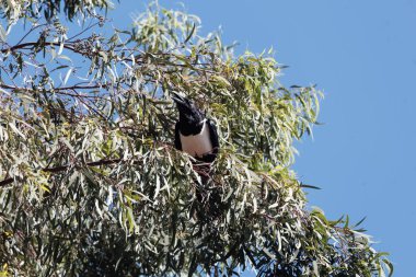 Doğu Afrika 'da bir ağaçta, Corvus albus adında bir karga.. 