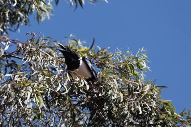 Doğu Afrika 'da bir ağaçta, Corvus albus adında bir karga.. 