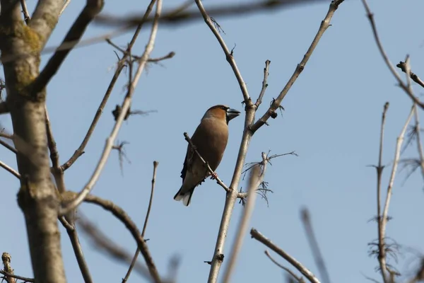 Ein Gimpel Coccothraustes Coccothraustes Einem Baum — Stockfoto