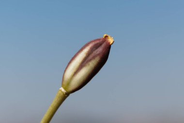 Lady lale 'nin tohum kapsülünün Macro fotoğrafı.