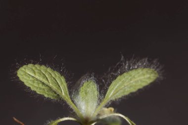 Gümüş bir adaçayı tohumu, Salvia argentea, siyah bir geçmişi var.. 