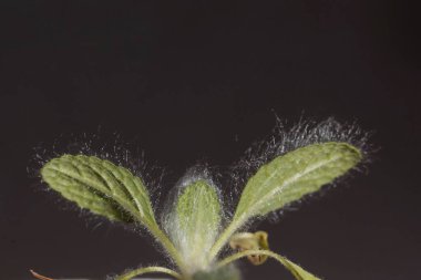 Gümüş bir adaçayı tohumu, Salvia argentea, siyah bir geçmişi var.. 