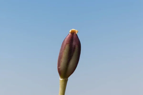 Macro Fénykép Egy Lady Tulipán Magkapszulájáról Tulipa Clusiana — Stock Fotó