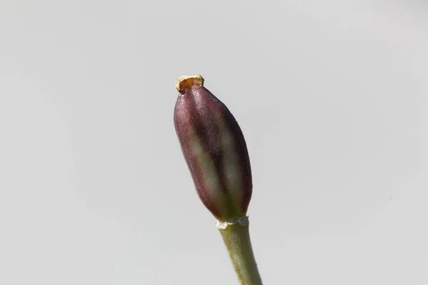郁金香女士种子胶囊的宏观照片 郁金香 — 图库照片