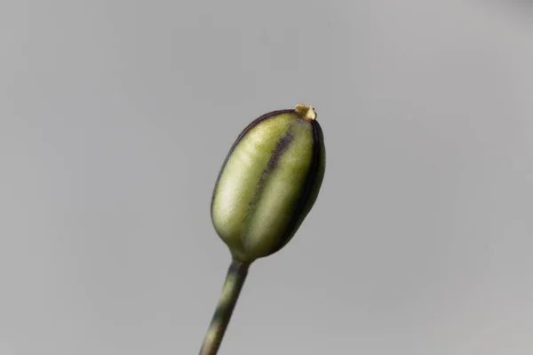 Macro Foto Una Cápsula Semillas Una Tulipa Kolpakowskiana —  Fotos de Stock