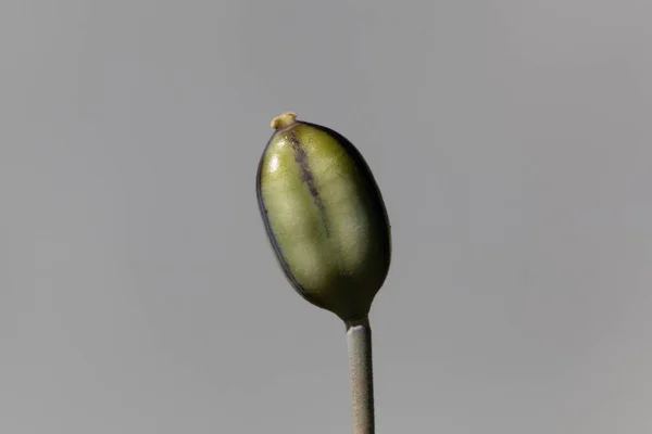 Macro Photo Seed Capsule Tulipa Kolpakowskiana — 스톡 사진
