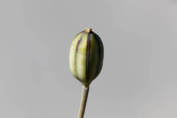 Macro Photo Seed Capsule Tulipa Kolpakowskiana — стокове фото