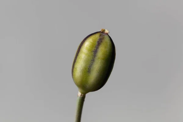 Macro Photo Seed Capsule Tulipa Kolpakowskiana — 스톡 사진