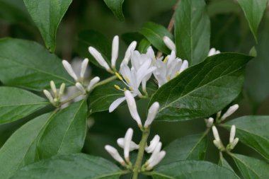 Amur hanımeli çalısı çiçekleri, Lonicera maackii.