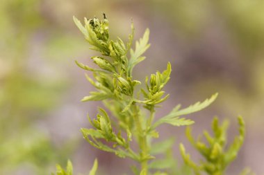 Yıllık pelin otunun taze yaprakları, Artemisia annua. 