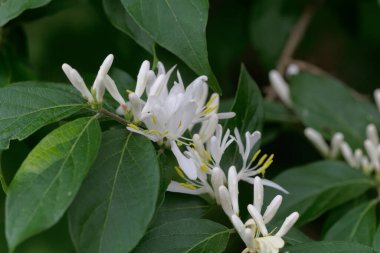 Amur hanımeli çalısı çiçekleri, Lonicera maackii.