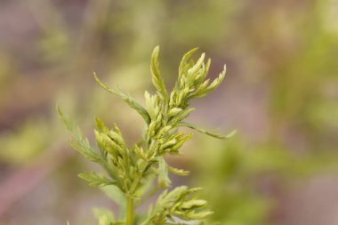 Yıllık pelin otunun taze yaprakları, Artemisia annua. 
