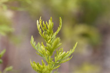 Yıllık pelin otunun taze yaprakları, Artemisia annua. 