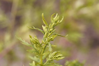 Yıllık pelin otunun taze yaprakları, Artemisia annua. 