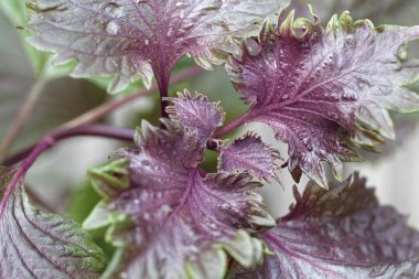 Shiso 'nun kırmızı ve yeşil yaprakları, Perilla frutescens, Japonya' dan bir aşçılık bitkisi.. 