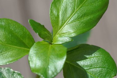 Bir mantar bitkisinin yaprakları, Rungia Klossii, Papua Yeni Gine kökenli bir aşçılık bitkisi.. 