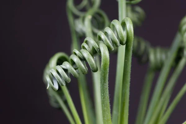 Hojas Sacacorchos Albuca Albuca Spiralis Con Fondo Negro — Foto de Stock