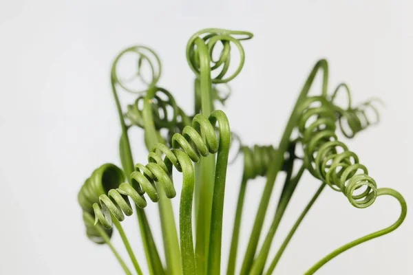 Hojas Sacacorchos Albuca Albuca Spiralis Con Fondo Blanco — Foto de Stock