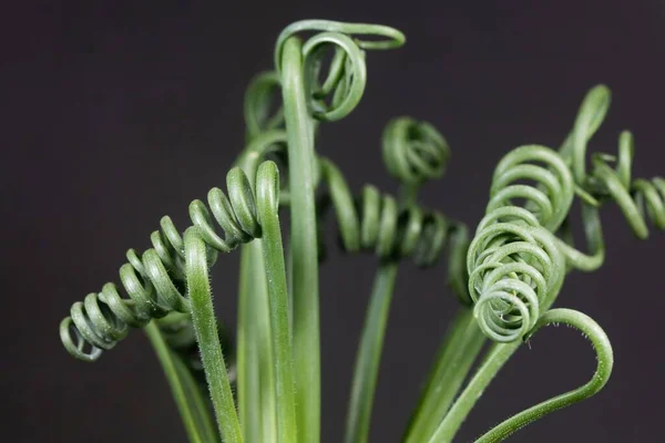 Hojas Sacacorchos Albuca Albuca Spiralis Con Fondo Negro — Foto de Stock