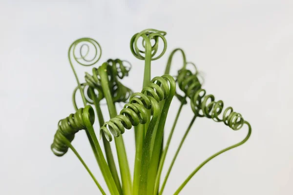 Tirbuşon albuka yaprakları, Albuca spirali, beyaz bir arka plan.. 