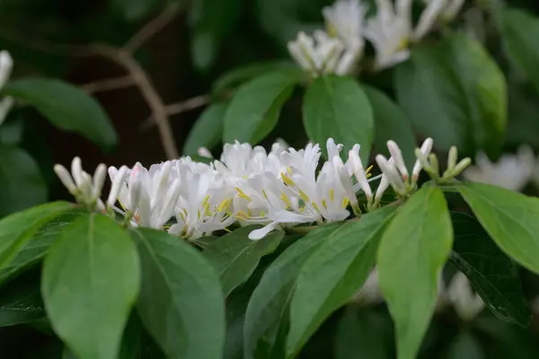 Flores Arbusto Madreselva Amur Lonicera Maackii —  Fotos de Stock