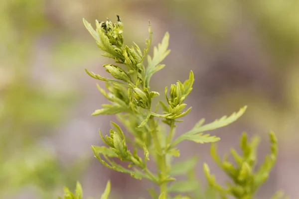 Folhas Frescas Absinto Anual Artemisia Annua — Fotografia de Stock