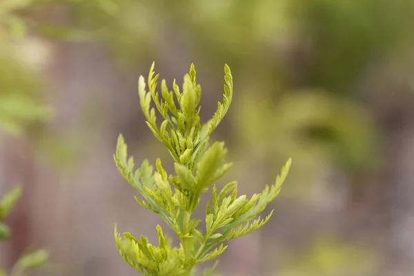 Färska Blad Ettårig Malört Artemisia Annua — Stockfoto