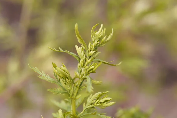 Yıllık Pelin Otunun Taze Yaprakları Artemisia Annua — Stok fotoğraf