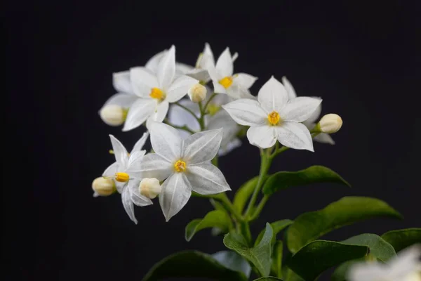 Flores Una Sombrilla Jazmín Solanum Laxum Con Fondo Negro — Foto de Stock