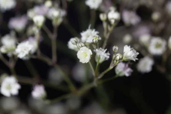 Makro Zdjęcie Pospolitego Cygańskiego Kwiatu Gypsophila Paniculata Czarnym Tłem — Zdjęcie stockowe