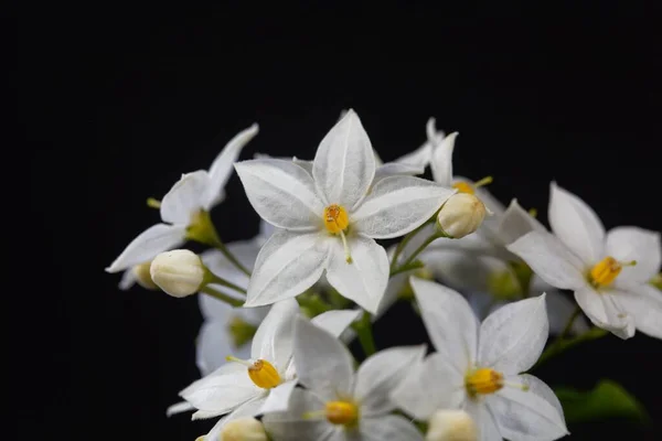 Flores Una Sombrilla Jazmín Solanum Laxum Con Fondo Negro — Foto de Stock