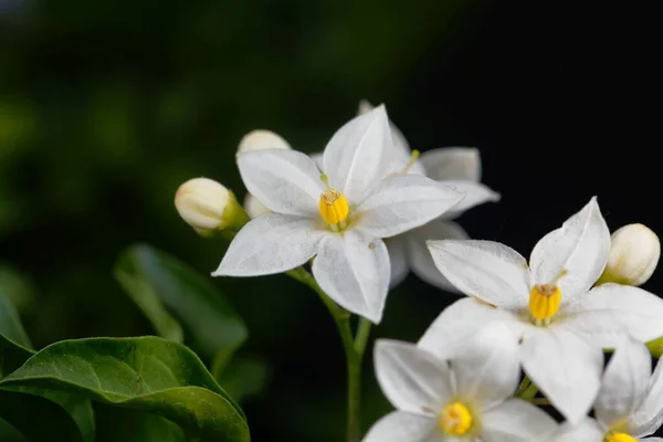 Flores Una Sombrilla Jazmín Solanum Laxum Con Fondo Negro — Foto de Stock