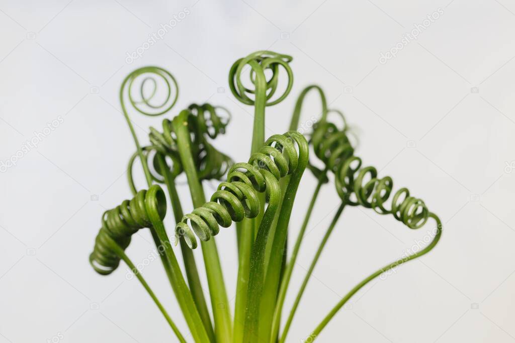 Leaves of a corkscrew albuca, Albuca spiralis, with a white background. 