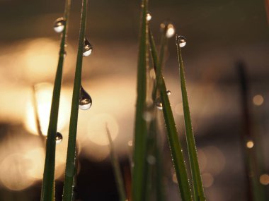 Sadece çiğ damlaları