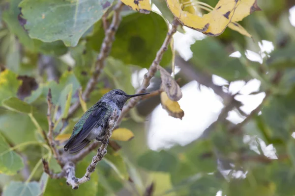 ağacında sinek kuşu